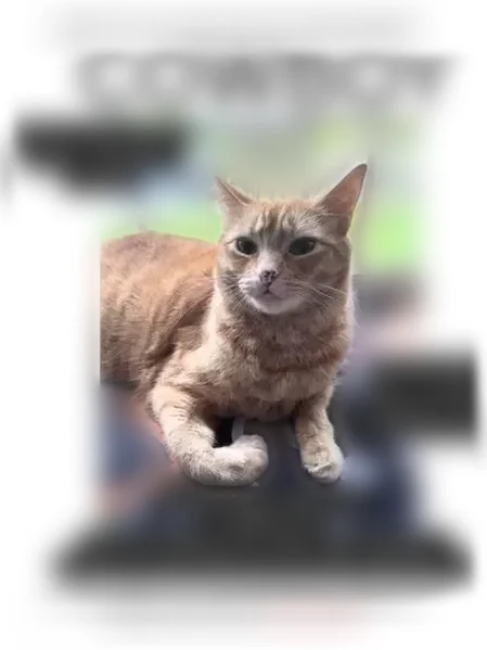 Lost cat, Gaffney Lane, Oregon City - orange tabby, indoor-only kitty - photo