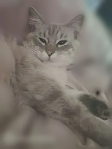 Lost cat, Aldrich Avenue South, 6300, Minneapolis - female, off-white medium-haired with tan and grayish stripes - photo