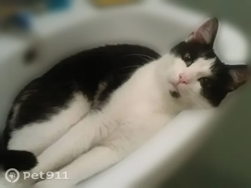 Chat perdu mâle, Rue de la Rivoirette, Morestel — noir et blanc, sociable - photo