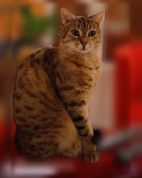 Chat perdu, Avenue Pasteur, 89, Les Clayes-sous-Bois - femelle tigrée et tatouée - photo