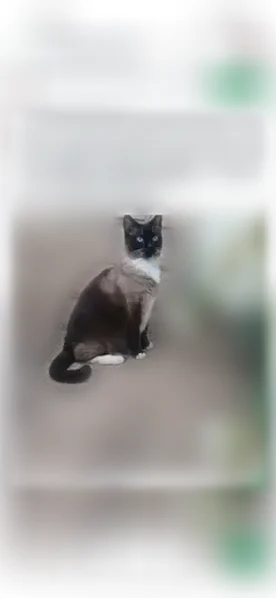 Lost cat, Simi Valley, California, Arlington - female, part Siamese, black and grey with blue eyes - photo