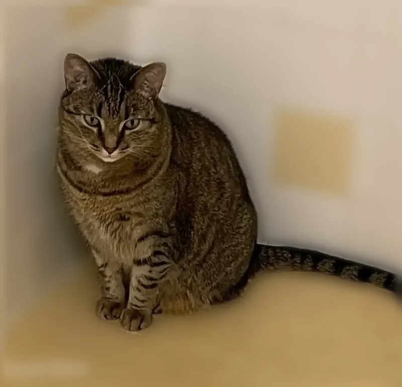 Lost cat, 44th Avenue Northeast, 6056, Seattle — female, black and brown tabby, mint green eyes - photo