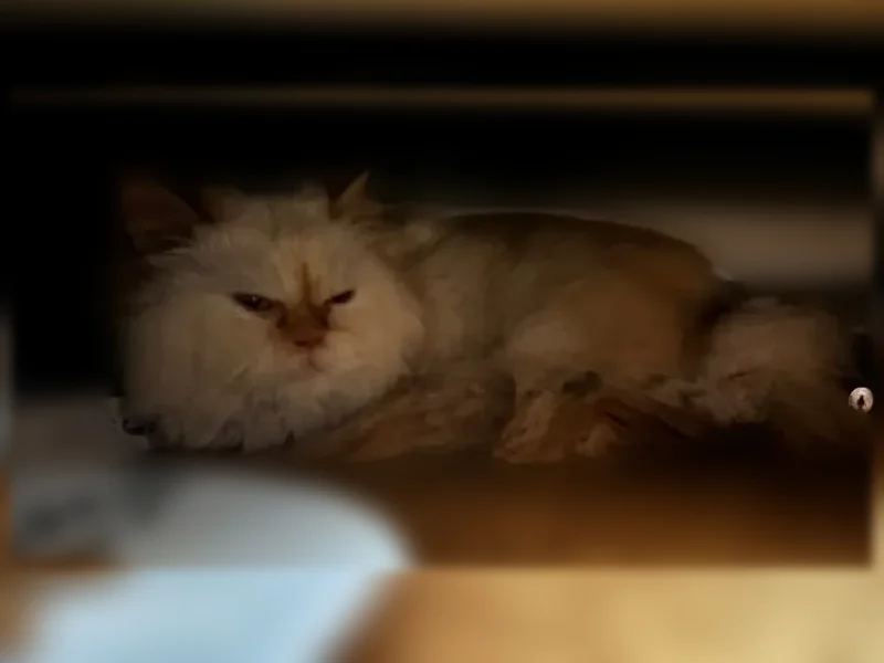 Chat perdu mâle, Rue Jean Baptiste Corot, Roubaix, Jeumont - crème aux reflets roux - photo