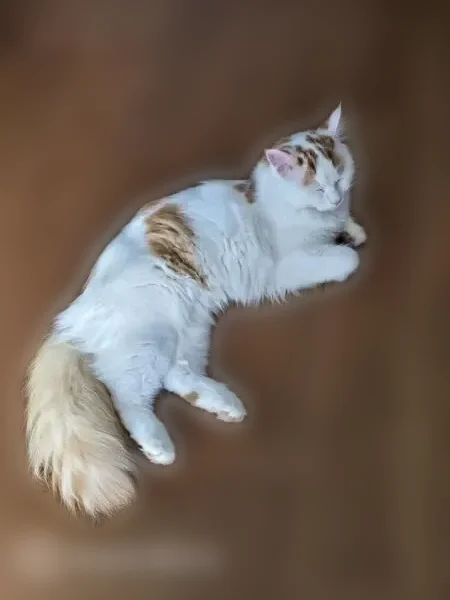 Chat perdu mâle, Route de Nailloux, 45, Montesquieu-Lauragais, Ayguesvives - poil mi-long blanc tacheté marron - photo