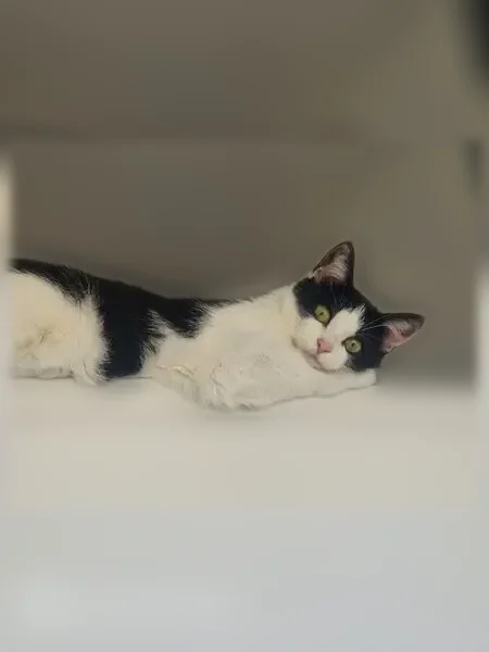 Chat perdu, Rue Léo Lagrange, 12, Amiens - femelle blanche et noire, yeux clairs - photo