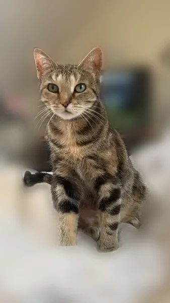 Chat perdu, Rue Baudin, Saint-Quentin, Paris - femelle tigrée marron - photo