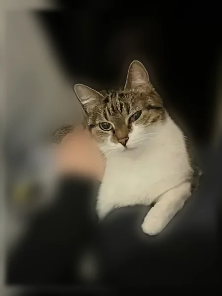 Perdu chat femelle, Rue Baudin, Saint-Quentin, Paris - chatte de 12 ans - photo