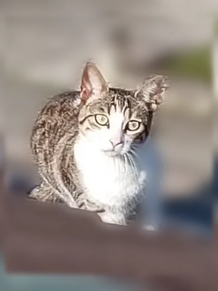 Chat perdu femelle, Rue Huber, 85, Petite-Rosselle - photo