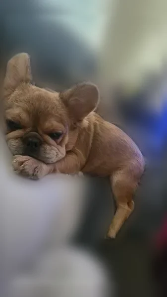 Lost dog, Lenel Place, 9328, Dallas - female, 10 months old - photo