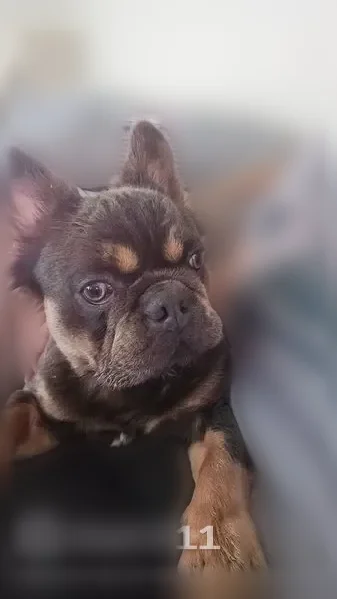 Lost dog, Lenel Place, 9328, Dallas - male, fluffy Frenchie, dark chocolate brown with tan markings - photo