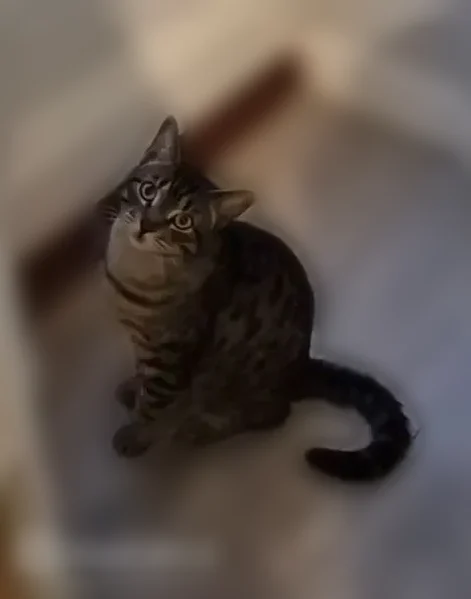 Chat perdu, Rue Jean Jaurès, Rimogne, Lyon - mâle, gris tigré, très sociable - photo
