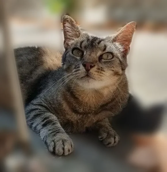 Chat perdu, Grande Rue, 3 bis, La Tronche, Denicé - femelle, répond à son nom - photo