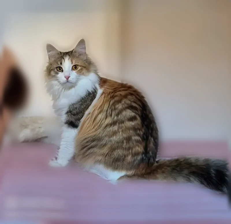Perdu chat femelle, Avenue de la Gloire, 114, Toulouse - pucée et très sociable - photo