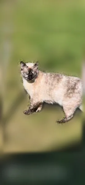 Chat perdu, femelle, Fagnières - siamoise blanc/beige et noir - photo