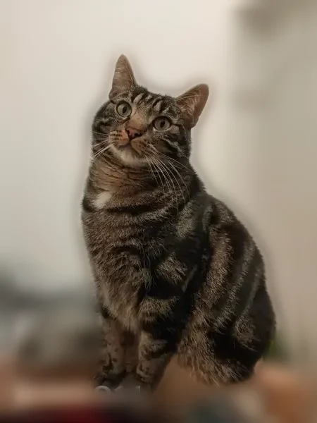 Chat perdu mâle, Rue Guillaume 7 le Troubadour, Poitiers - européen, stérilisé et pucé - photo