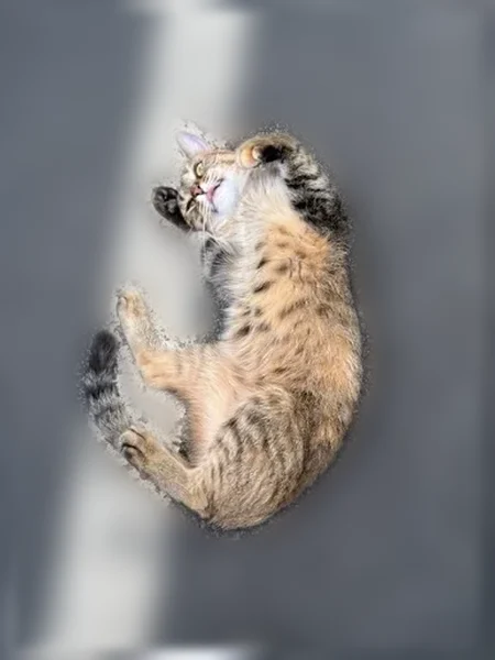 Found cat, Lower Paxton Township, PA 17109, USA, State College - female, light tabby with spots and stripes - photo
