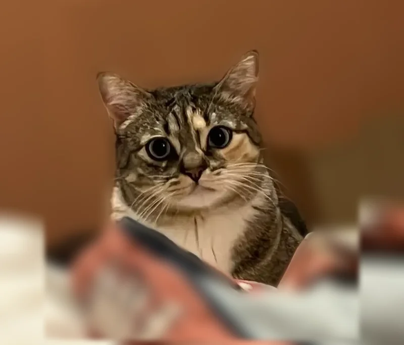 Perdu chat femelle, Rue de la Finarié, 9, Mazamet - chatte de 3 ans, très affectueuse mais peureuse - photo