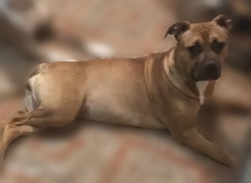 Lost dog, Derby Run, 1210, Virginia Beach - female, brown coat with darker muzzle - photo