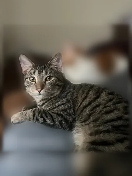 Lost cat, East 147th Street, 3500, Cleveland - one eye smaller than the other - photo