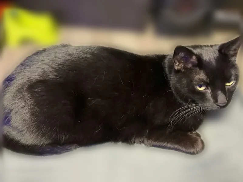 Chat perdu mâle, Rue Aristide Briand, Auterive - tout noir, tatouage à l'oreille droite - photo