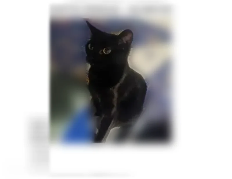 Chat perdu, femelle, Rue de Touraine, 2, Beauvais - blanche, non pucée - photo