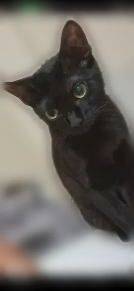 Chat perdu, Rue Pierre Doize, 62, Marseille — femelle de cinq mois, toute noire - photo