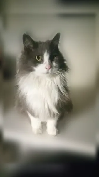 Chat perdu, Impasse Calendal, 2, Monteux - femelle, chatte grise et blanche à poils longs - photo