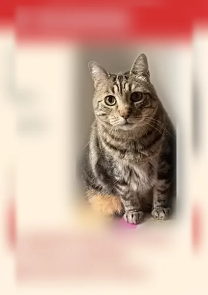 Chat perdu mâle, Rue Traversière, 30, Chessy, La Celle-Saint-Cloud - tigré, 13 ans - photo