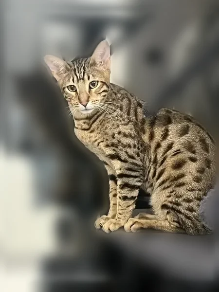 Chat perdu mâle, Avenue des Rives, 4, Nice - grand et très élancé - photo
