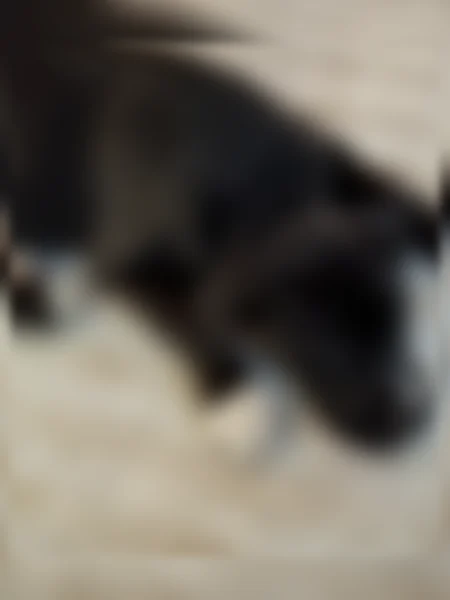 Lost dog, Temple Lane, 3013, Pueblo - female - photo