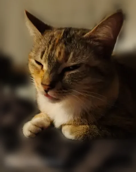 Chat perdu, Rue du Palmier, 5, Camors - femelle, petite mais bien portante - photo