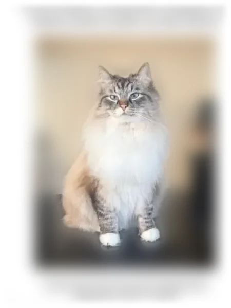 Chat perdu mâle, Rue des Galons, Meudon, Paris - costaud, yeux très bleus - photo