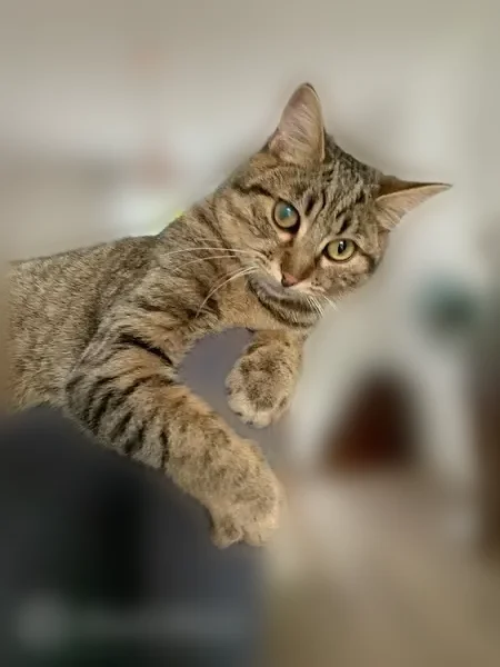 Chat perdu, Avenue de la République, Meaux, Mitry-Mory - mâle tigré avec voile à l’œil gauche - photo