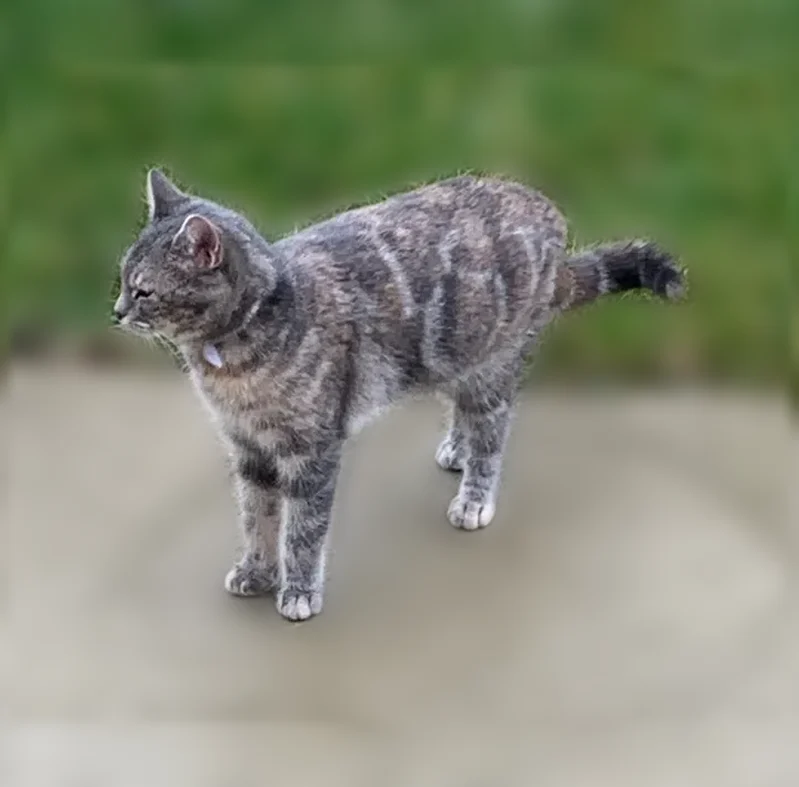 Chat perdu femelle, Rue Marcel et Ida Démia, 26, Ambérieu-en-Bugey - gris tacheté - photo