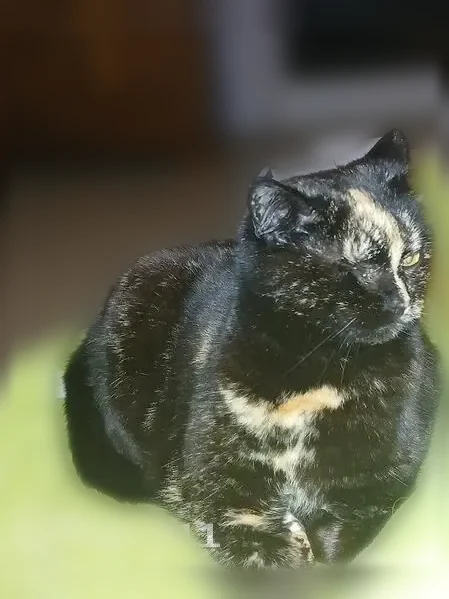 Chat perdu femelle, Impasse de Veneac, 4, Kervignac - œil unique, écailles de tortue - photo