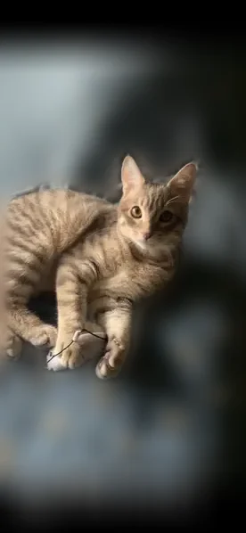 Chat perdu mâle, Poussan - jeune mal tigré gris, très peureux - photo