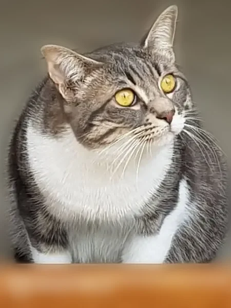 Chat perdu, Avenue Olivier d'Ormesson, 33, Ormesson-sur-Marne — femelle - photo