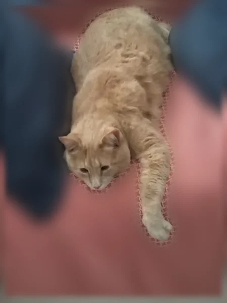 Chat perdu mâle, Rue Guynemer, 16, Le Chesnay-Rocquencourt, Montigny-le-Bretonneux - roux clair rayé - photo