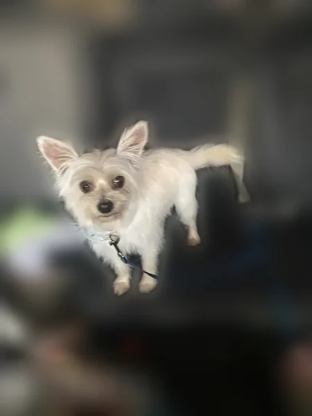 Missing dog Female, Fort Worth (usl541503) - photo