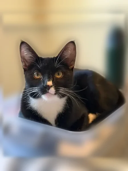 Lost cat, male, Calle Entrada, 600, Fountain - black and white tuxedo - photo