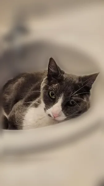 Lost cat, East Marblehead Way, 8259, Anaheim - white and grey, grey mole near her mouth - photo