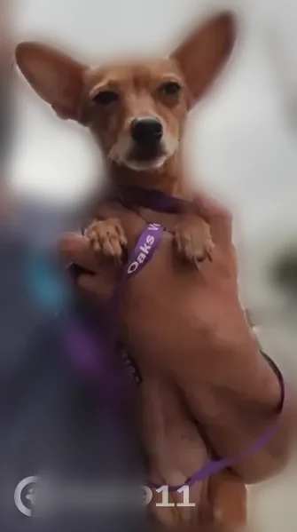 Lost dog, female, Hazeltine Avenue, 6909, Los Angeles - brown Chihuahua - photo