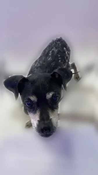 Lost dog, West Amelia Avenue, 809, Tampa - male miniature pincher mix - photo