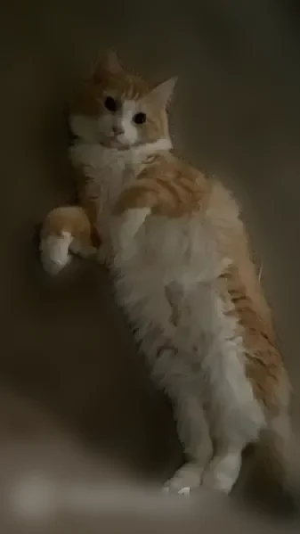 Lost cat, Marge Court, 7306, Anchorage - orange tabby with a white underbelly - photo