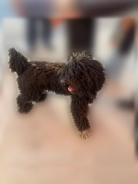 Lost dog, Santa Rosa Avenue, Lamont - male, very friendly, 5 years old - photo