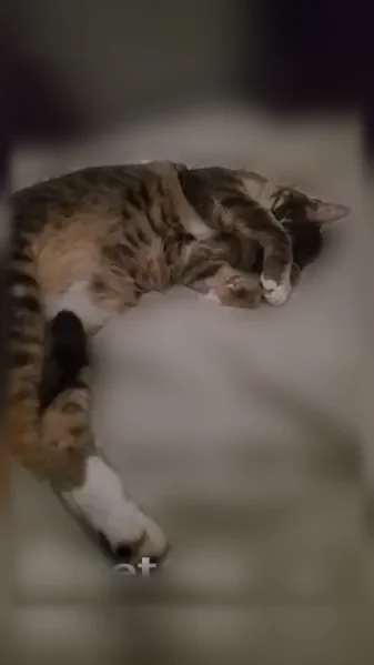 Perdu chat femelle, Quai de Bondy, 3, Lyon - grise avec tâche blanche sur le poitrail - photo