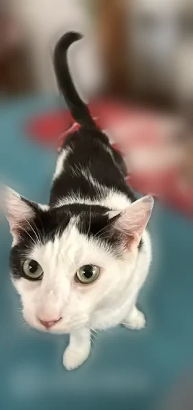 Lost cat, Jacksonville, Florida - male, near Ortega Elementary School, fixed and all claws intact - photo