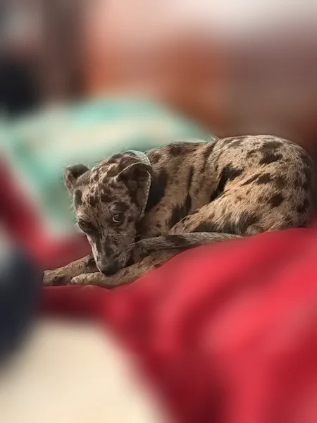 Lost dog, Kingston Drive, 1740, Lumberton Township, Vincentown — female Chihuahua/Catahoula mix, responds to Valkyrie - photo