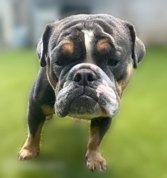 Missing dog Female, Yonkers (usl541527) - photo