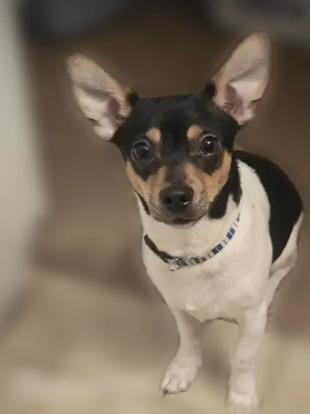 Lost dog, East Main Street, 227, Spring Arbor - male, small, about 11 pounds - photo